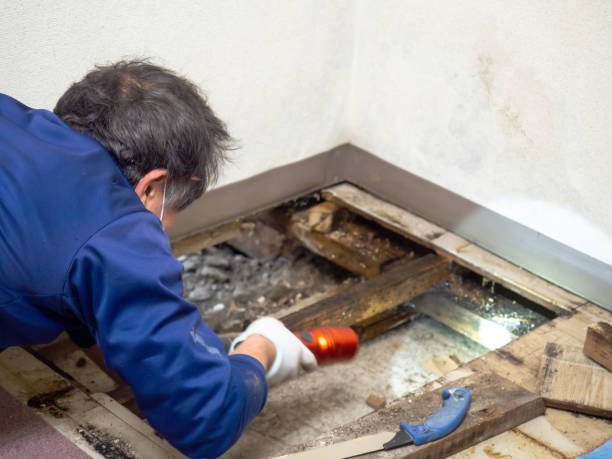 Mold Testing and Removal in Homer City, PA