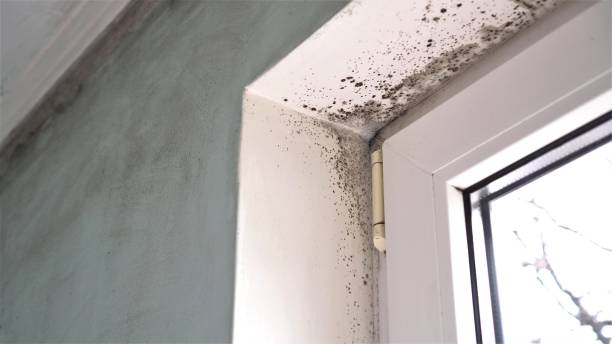 Best Affordable Mold Removal  in Homer City, PA