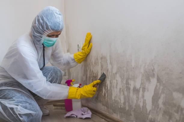 Mold Removal and Inspection in Homer City, PA