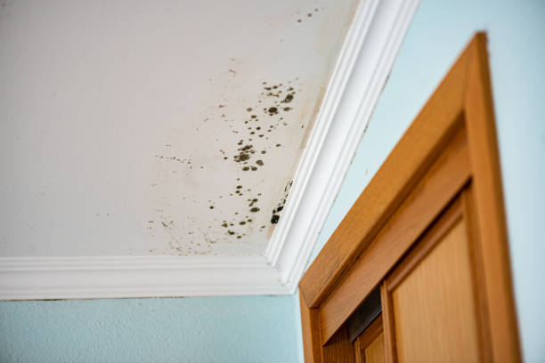 Best Black Mold Removal  in Homer City, PA