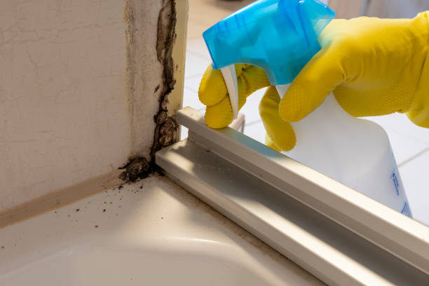Office Mold Removal Services in Homer City, PA