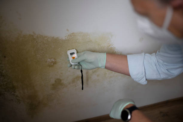 Best Mold Cleaning Services  in Homer City, PA