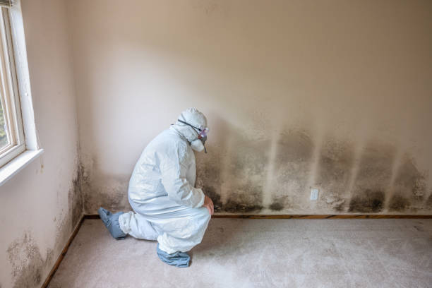 Best Local Mold Removal Service  in Homer City, PA