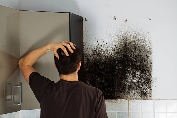 Best Crawl Space Mold Removal  in Homer City, PA